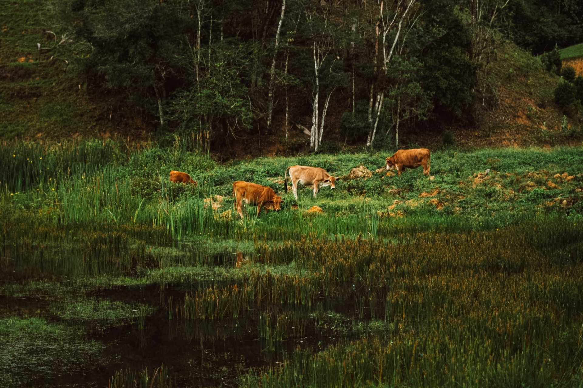 Natureza
